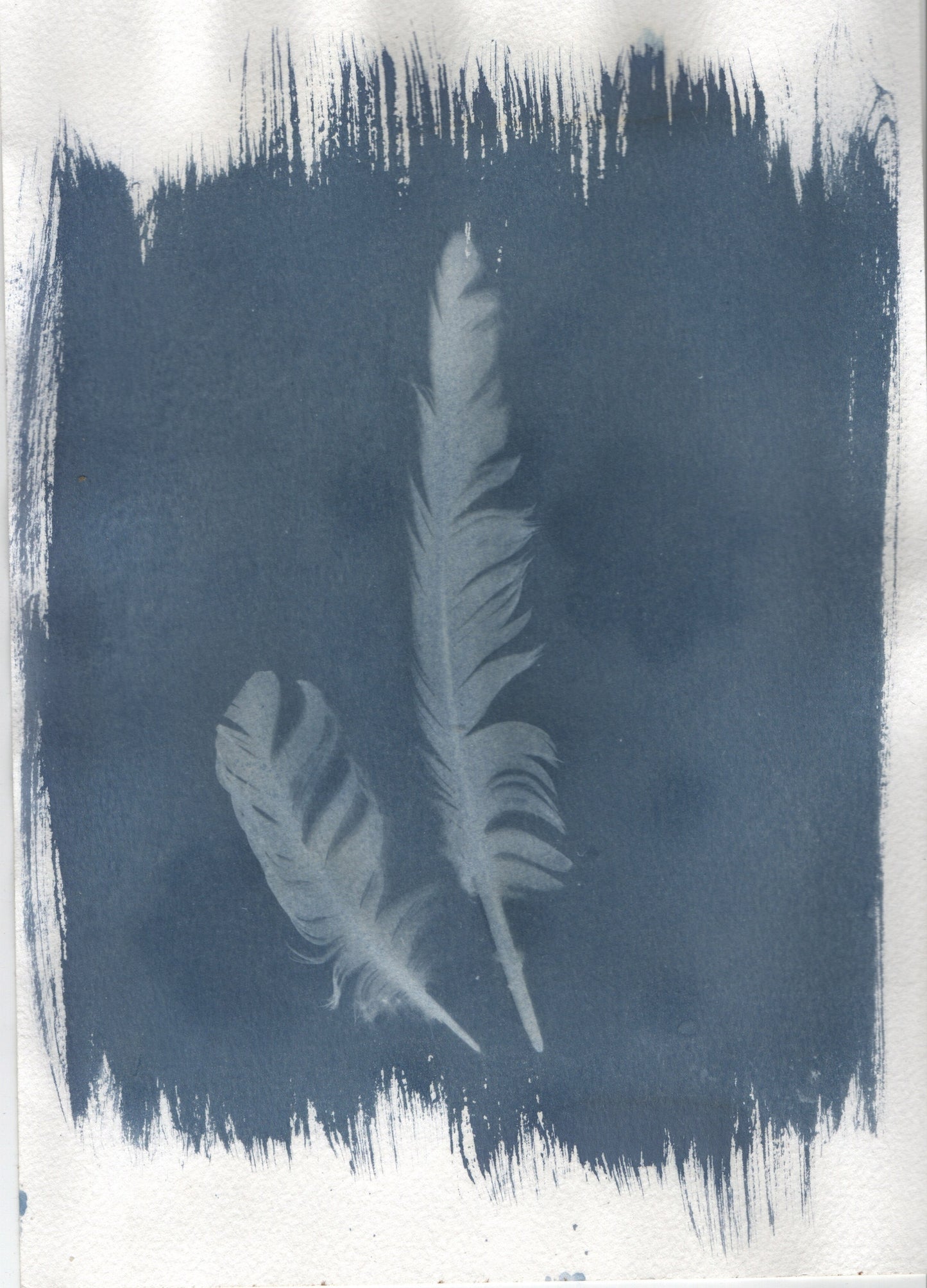 Erster & Pearl — Original Cyanotype Print