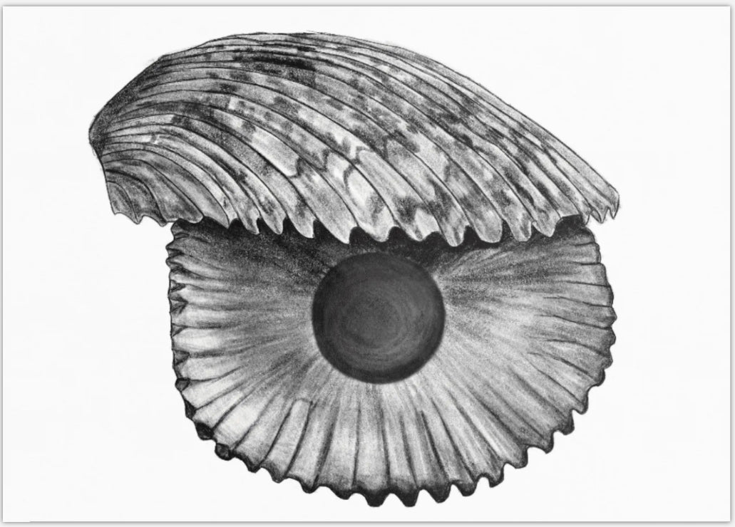 Art Postcard-Shell and Pearl