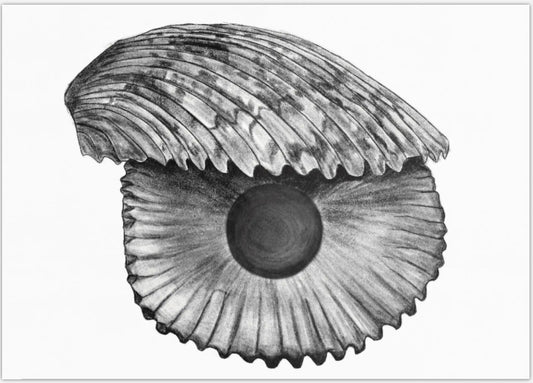 Art Postcard-Shell and Pearl